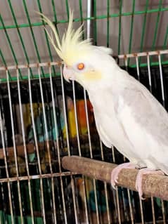 Fallow Pied ,Pearl Pied and Grey Cockatiel