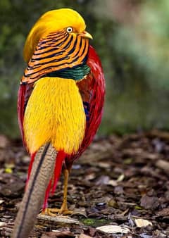 fancy birds |golden birds | breeder | chick