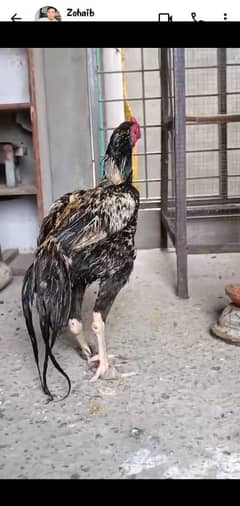 urgent sale java murga