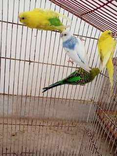 bugies pairs with cage