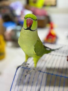 Ringneck