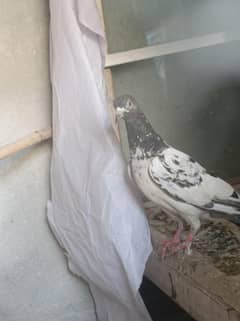 bird's