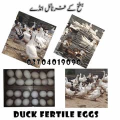 بطخ کے فرٹاٰئل انڈے  Duck fertile eggs