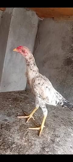 Aseel