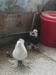 fancy pair available for sell