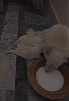 Poodle