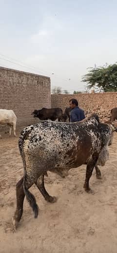 Bachra For sale Cholistani Nasal