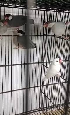 Mix Bird