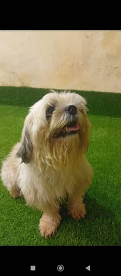 shidzu female dog for sale