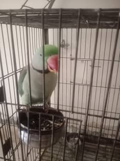 male raw parrot for sale