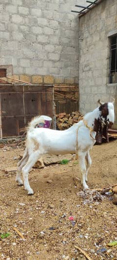 2 Daant andu bakra for sale weight 25kg zinda call on WhatsApp only
