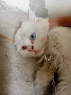 Persian cat