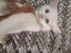 parsion cat