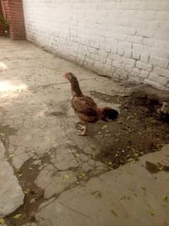ASEEL BREEDER  FEMALE FOR SALE