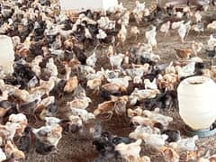 Golden Misri / desi chick  / Hens/ Chicks for sale. .