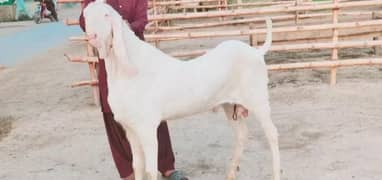 Bakra For SAlE CALL"'My Whatsapp number 03411594804