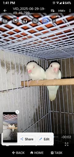 Albino red eyes pair