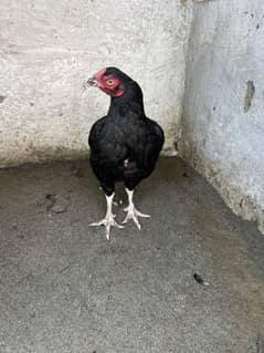 Mushki lasani female forsale