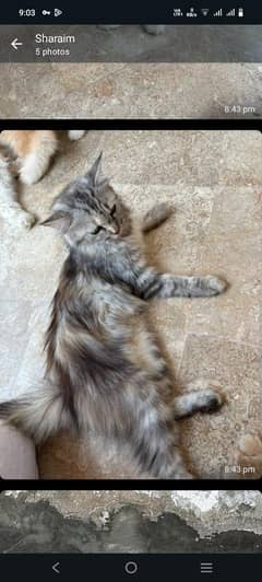 For sale cat