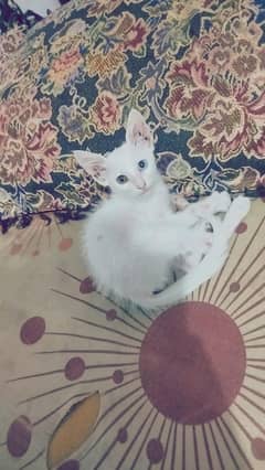 Persian