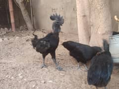 black hen | ayam cemani pair | black tongue | murghi | chicks