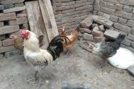 7000مرغا1