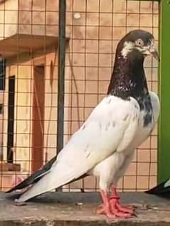 KABOOTAR K BACHY  FOR SALE