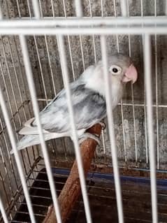 single for sale 2000