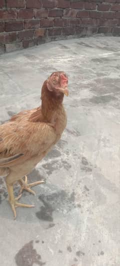 sindhi kili taji kurk madi