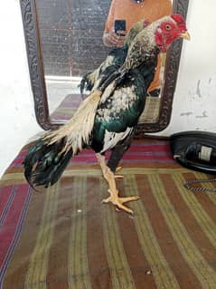 Miawali Kala Jawa phata