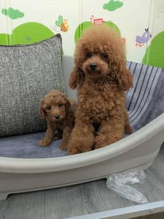  Premium Poodle Puppy Available! 
