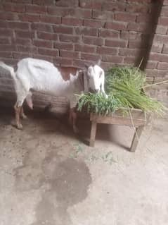 Bakri
