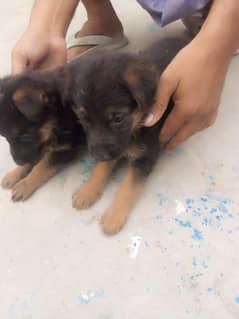dog sale female German Shepherd double quote
