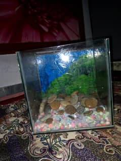 aquarium for sale