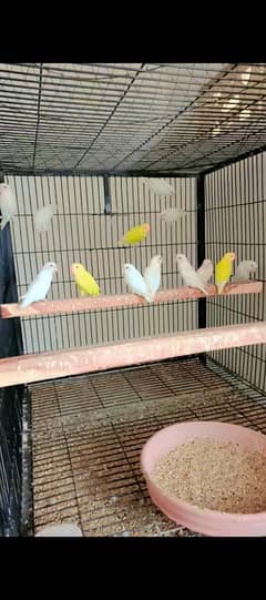 love birds