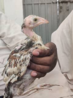10 High Quality Aseel Chicks for sale