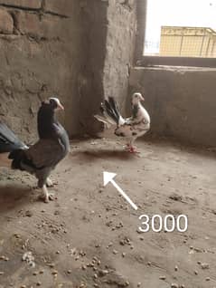 pigeon