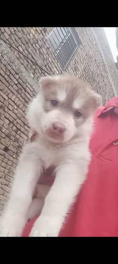 puppy female