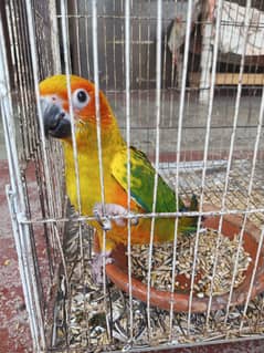 sunconure check