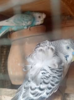 Double flower hogoromo TCB male or triple crusted female