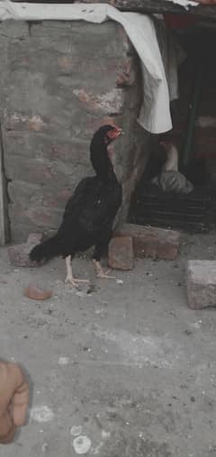 Aseel female murgi