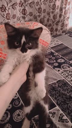 Black female kitten