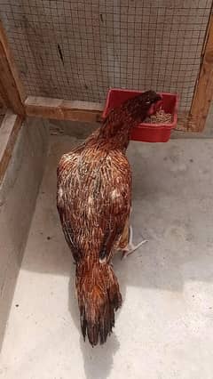 Aseel Female