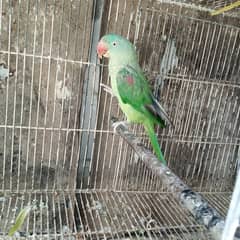 pahari