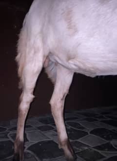Cal