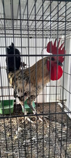 Cock Aseel/Desi cross