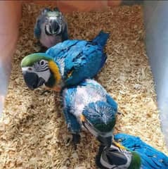 blue macaw parrot cheeks for sale 03=37=860=31=89