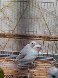 Love birds