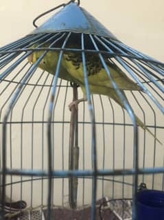 Budgies/Australian