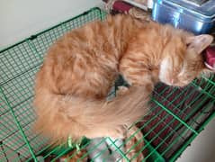 Persian male urgent sale